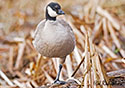 Branta hutchinsii